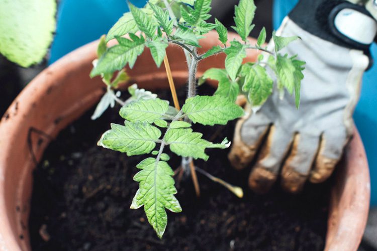 Someren Glen Senior Living Community in Denver, CO - planting tomato plant in pot