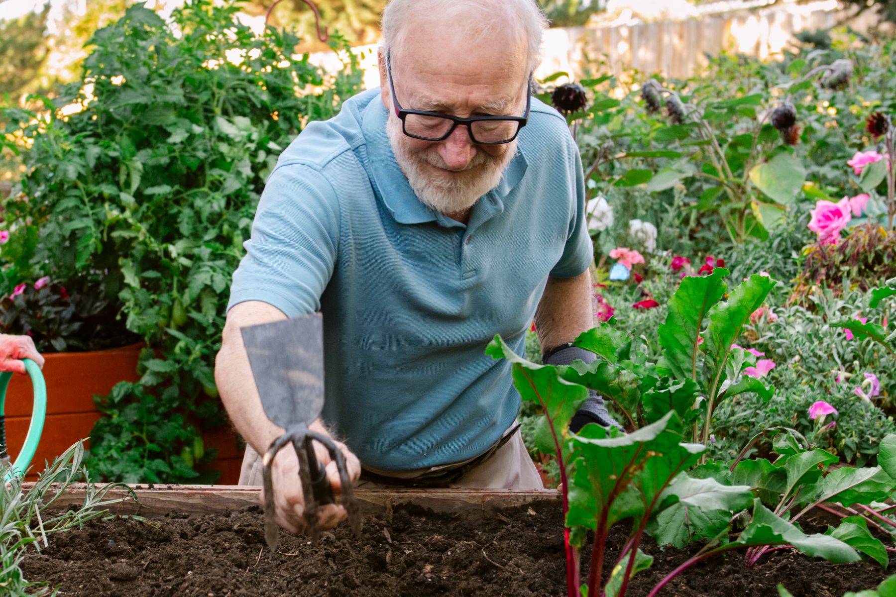 resident tending to raised garden bed landscape Someren Glen Senior Living Community in Centennial, CO - resident tending to raised garden bed landscape