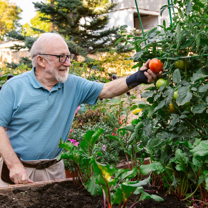 Someren Glen Senior Living Community in Centennial, CO - older man picking ripe tomato from garden bed square