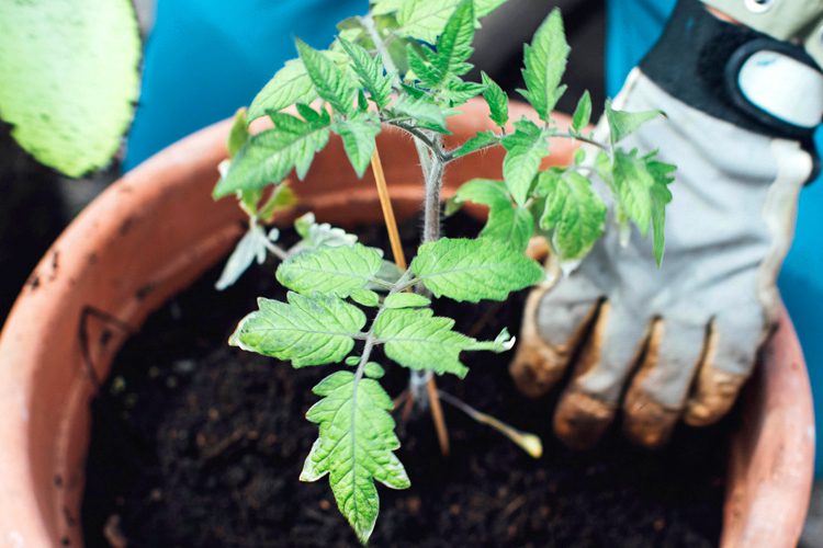 Someren Glen Senior Living Community in Centennial, CO - man planting tomato in terra cotta container